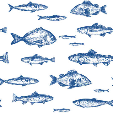 Ocean fish seamless pattern,  sea bass,   sardines, mackerel, cod, trout, seafood, vector sketch hand drawn