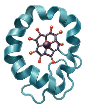 Cytochrome c protein featuring a heme iron group and polypeptide chain.