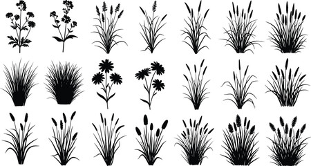 Black botanical grass and wildflower silhouettes collection, minimalist plant shapes set for nature design, landscaping, decoration, and vector illustration use