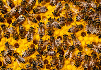 Bees look after the larvae. They feed them and blow air into them.