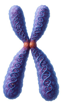 Visible sister chromatids condense during prophase of chromosome formation.