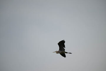 Heron in flight