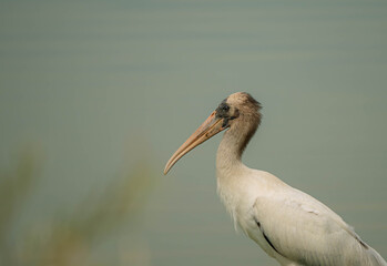 wood stork portrait