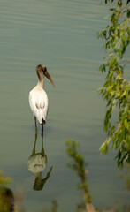 wood stork