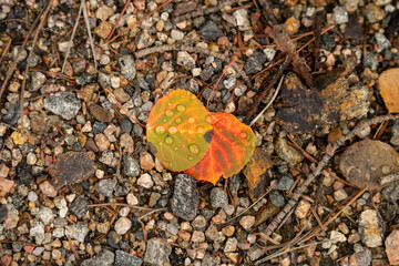 Fall leaves on ground