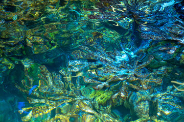 fish in the aquarium