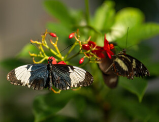 butterfly on a flower