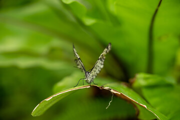 butterfly on leaf