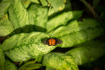 butterfly on leaf
