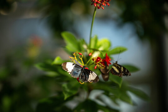 butterfly on flower