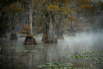 autumn forest lake