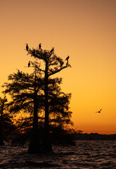 silhouette of a tree with birds