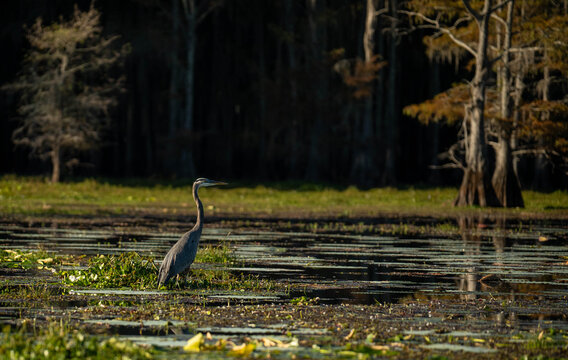 Heron on the water