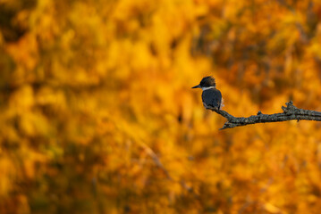 kingfisher on branch