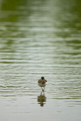 bird walking on edge of water