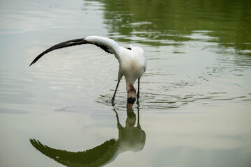 wood storks wing out
