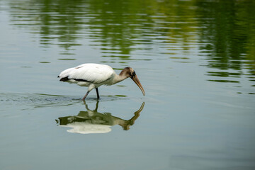 Wood stork in the water