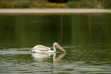 pelican on the water