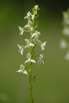 Gr&uuml;nliche Waldhyazinthe, Platanthera chlorantha