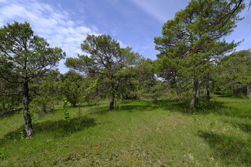 Obraz premium Naturschutz- und Landschaftsschutzgebiet Höhfeldplatte bei Thüngersheim, Landkreis Main-Spessart, Unterfranken, Bayern, Deutschland