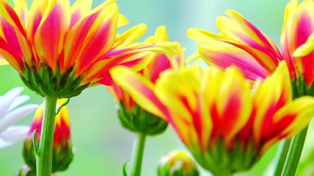 Selective follow focus video of beautiful Gazania (South African Daisy) flowers bouquet