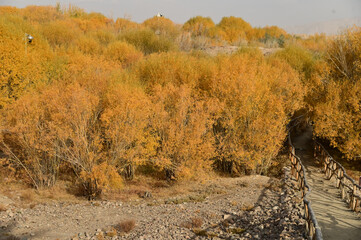 Hu yanlin tree park in yellow leaves near the Tashkurgan Stone City was a small fortified city with multiple layers of walls. Location: Tashgur City, Tajikistan Autonomous Region, Xinjiang, China.
