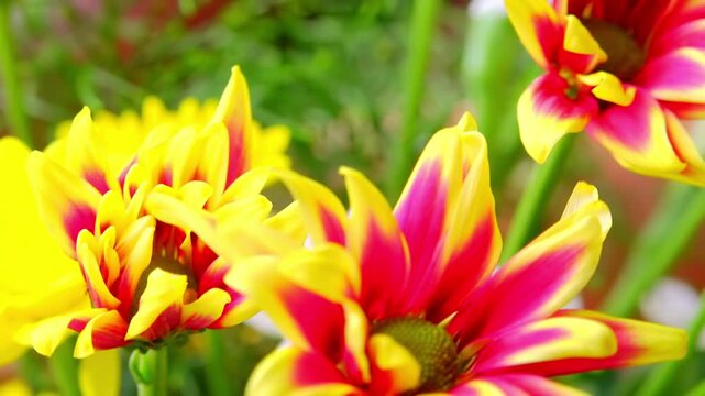 Beautiful Gazania (South African Daisy) flowers bouquet. Panning video