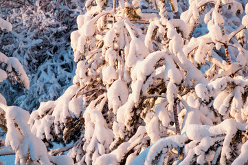 Winter forest landscape, forest fir tree covered with snow and lit by evening sunlight, winter nature view