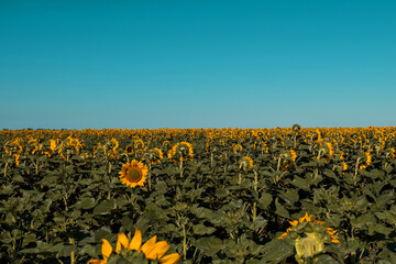 A field of yellow sunflowers, slow motion. The sun is shining, summer is warm.
