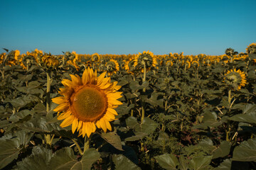 A field of yellow sunflowers, slow motion. The sun is shining, summer is warm.