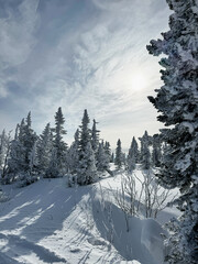 Winter forest with frosty pine trees under cloudy sky in sunlight.