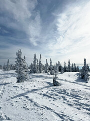 Snow covered pine trees on mountain slope under bright sky