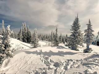 Snow trail between pine trees in winter forest