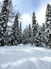 Snow covered pine forest with blue sky in winter