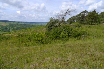 Obraz premium Naturschutz- und Landschaftsschutzgebiet Höhfeldplatte bei Thüngersheim, Landkreis Main-Spessart, Unterfranken, Bayern, Deutschland