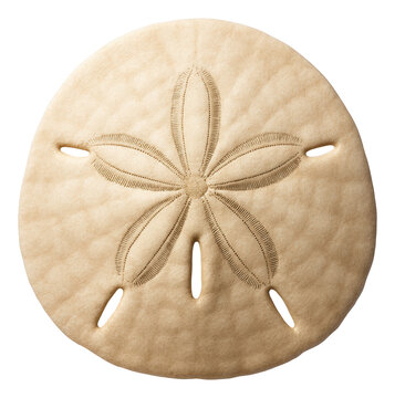 Radial sand dollar shell featuring five petal-like openings.
