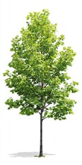 Lone Young Maple: An Isolated Green Tree Symbolizing Life and Ecology in Nature