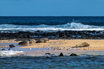 Green Sea Turtles and a Hawaiian Monk Seal (Neomonachus schauinslandi) on Kauai, HI