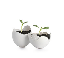 Egg shells with seedlings on white background