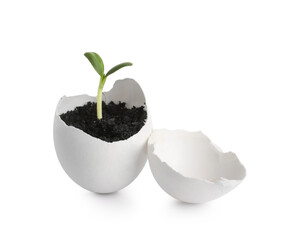Egg shell with seedling on white background