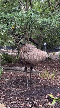 Closeup of a Cute Emu (Dromaius Novaehollandiae)