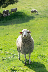 Fototapeta premium Sheep in a green meadow