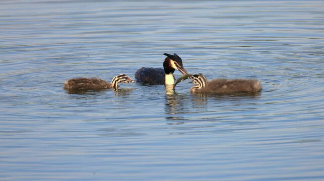 Teaching young grebes (Great crested grebe, Podiceps cristatus) how to obtain food, Southern Poland. Slow motion 4K video, selective focus on bird's eye