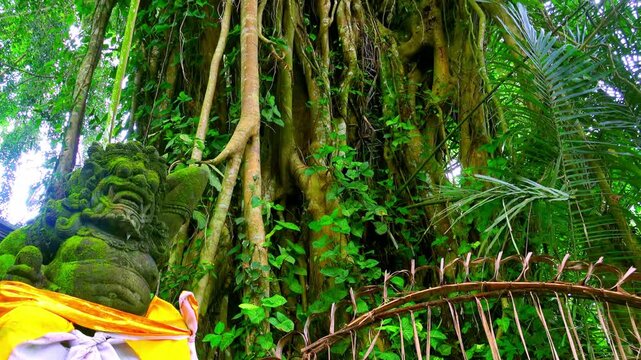 Panning video of mossed sculptural figure of Barong Lion Guard, character from Balinese mythology, against trunk of sacred fig tree (Ficus religiosa) on background. Camera moves from top to bottom.
