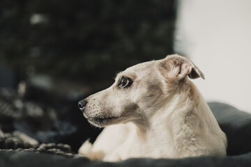 Artistic profile portrait of a small light dog in the terrier type looking with attention to the side on a dark background with a bokeh effect in a cozy interior