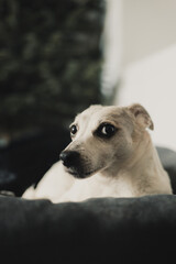 Portrait of a charming little white dog sitting in a house on a blurry dark green Christmas tree background, made in a vertical orientation with soft, atmospheric and warm lighting