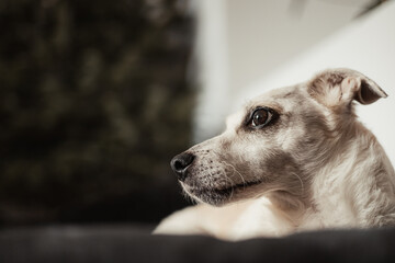 Professional horizontal portrait of a small, bright dog looking ahead in profile in a cozy interior of the house with soft lighting and a blurry, atmospheric background