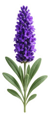 Lavender spike featuring dense purple flowers and silvery-green leaves.