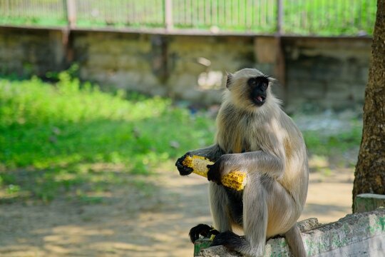 Grey langur eating corn