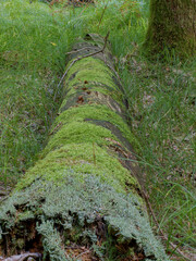The lichen that dominates the trunk in the foreground is probably reindeer moss (Cladonia rangiferina) and the rest is covered with moss